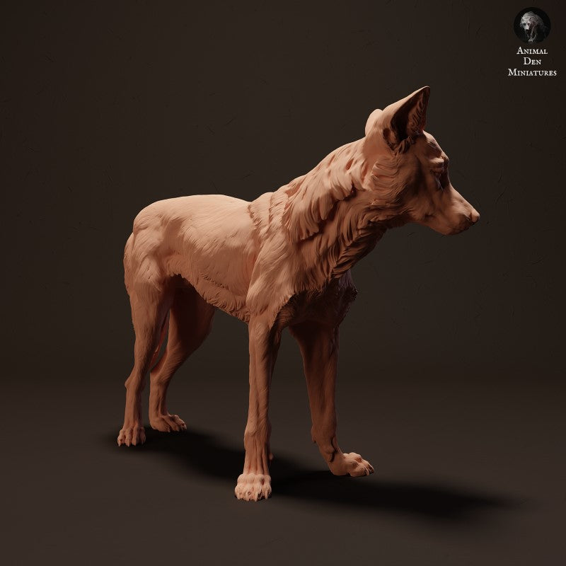 Dingo