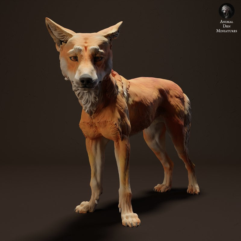 Dingo