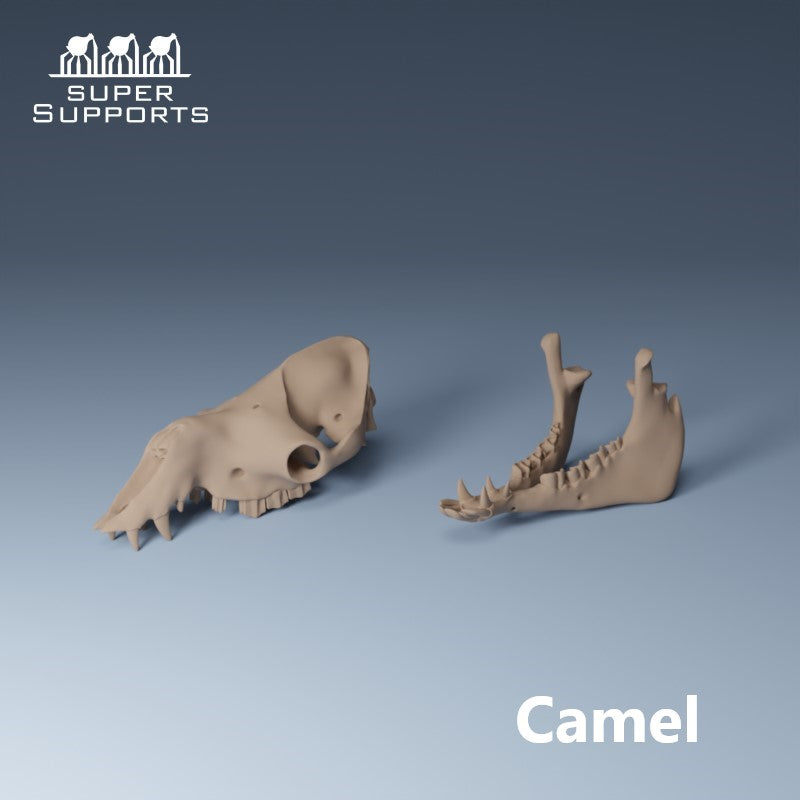 Animal Skulls - Group 2