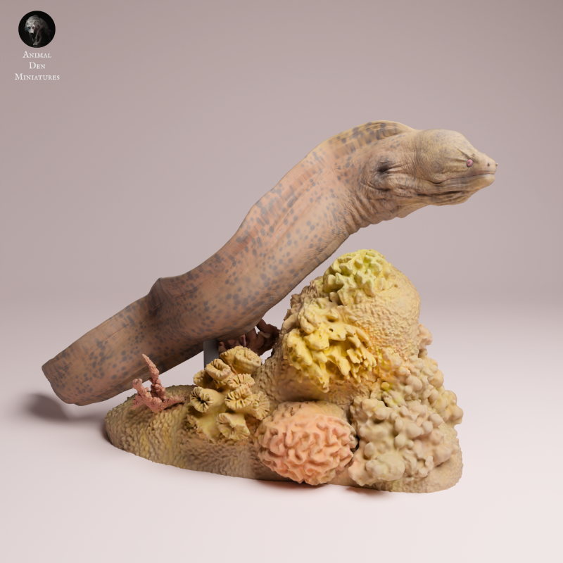 Giant Morray Eel 1-24