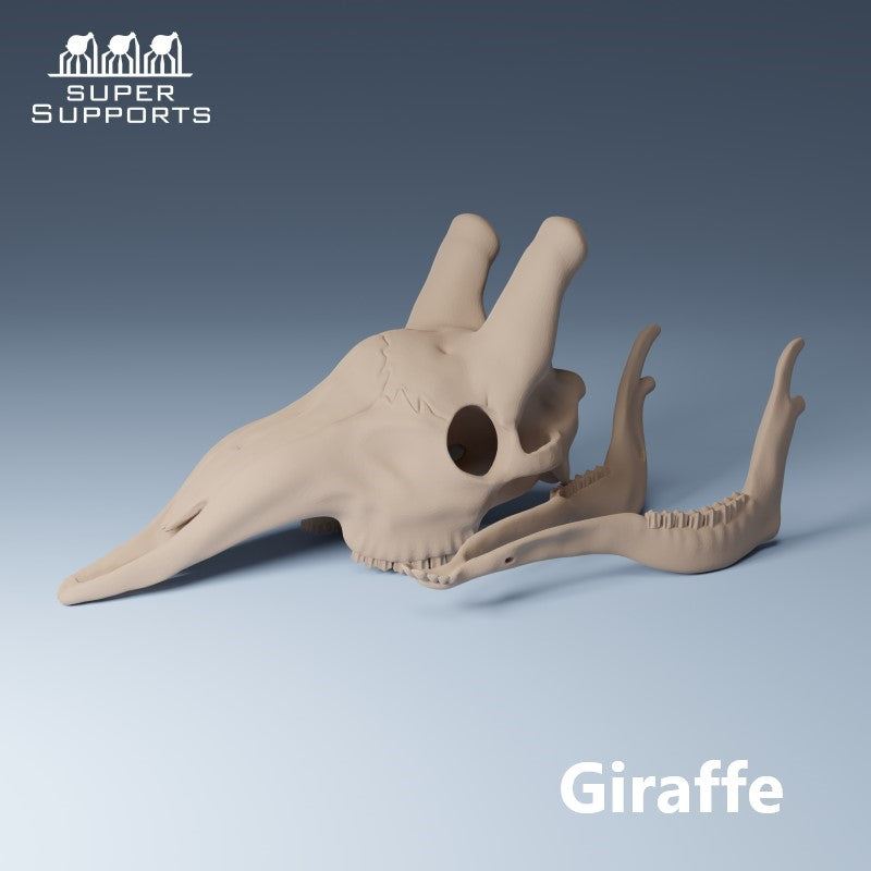 Animal Skulls - Group 5