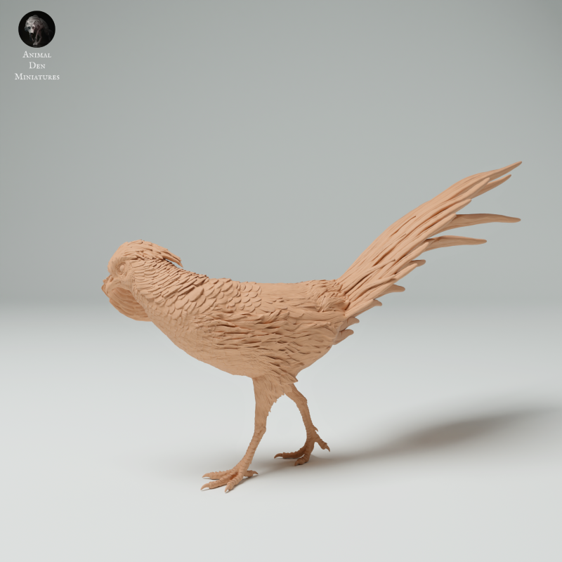 Golden Pheasant