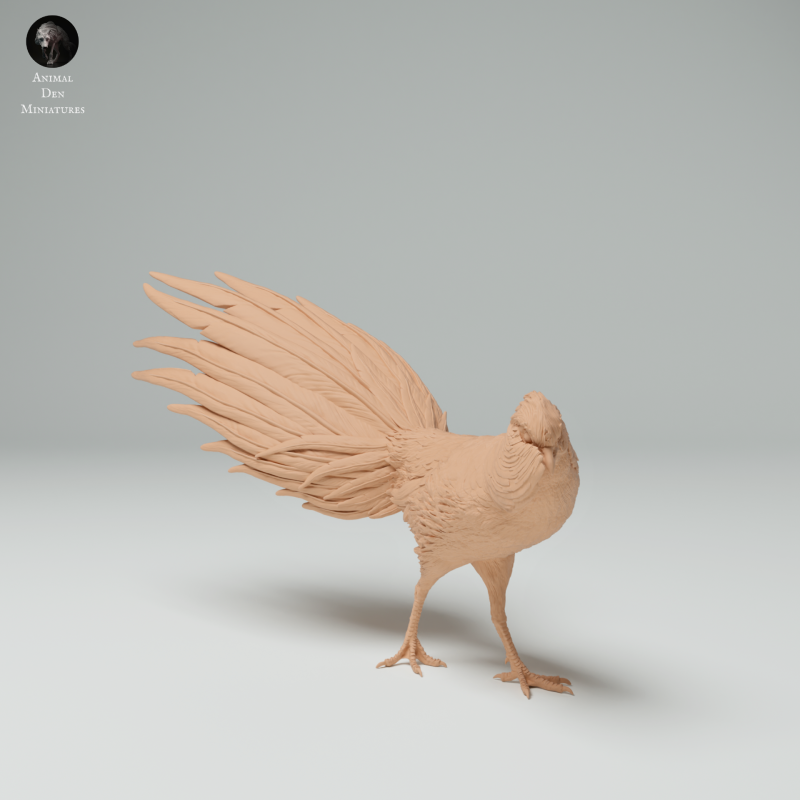 Golden Pheasant