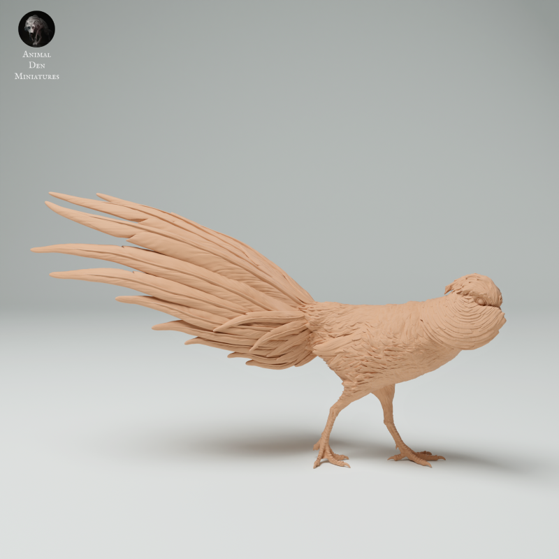 Golden Pheasant