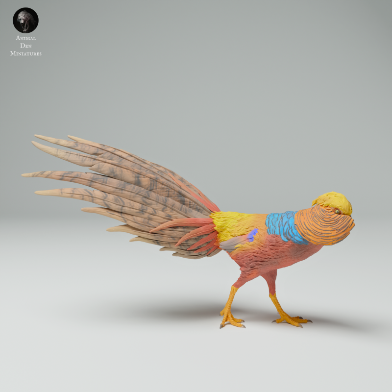 Golden Pheasant