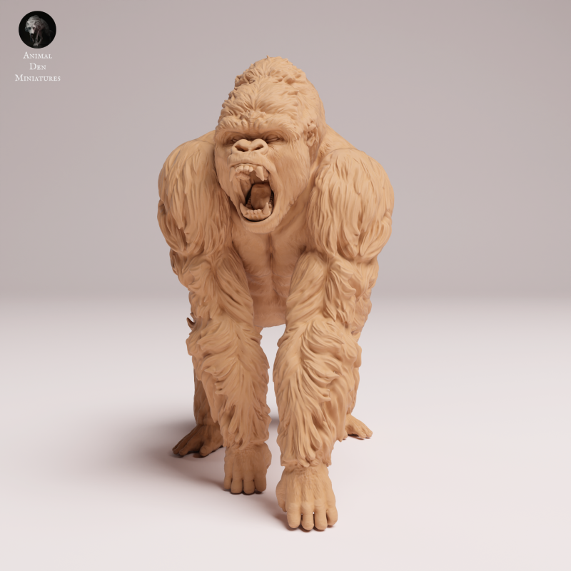 Grauers Gorilla Silverback Aggressive