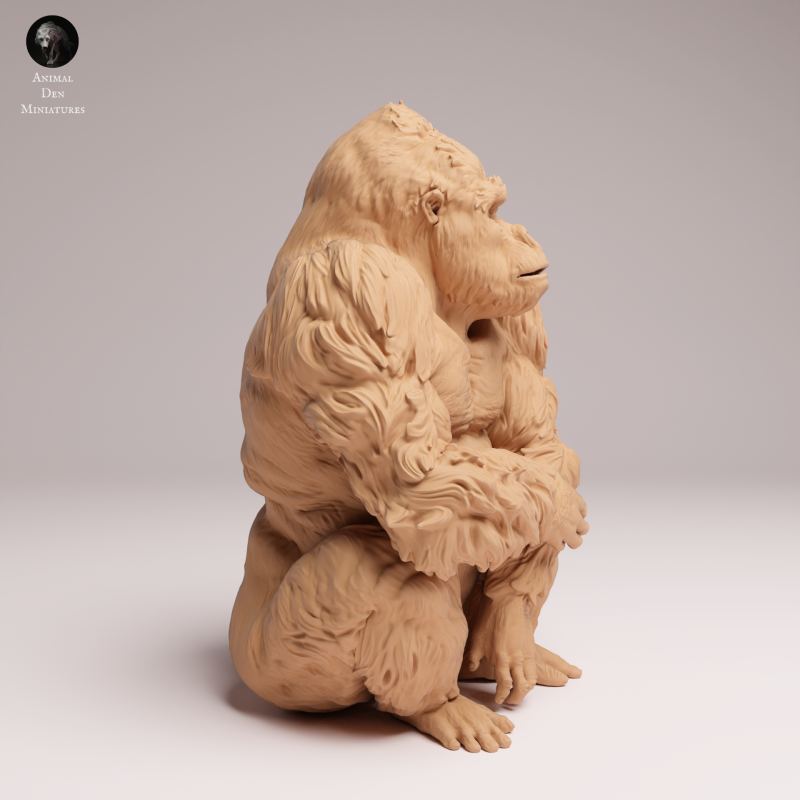 Grauers Gorilla Sitting