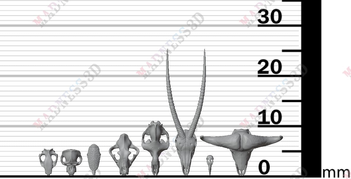 Animal Skulls - Group 2