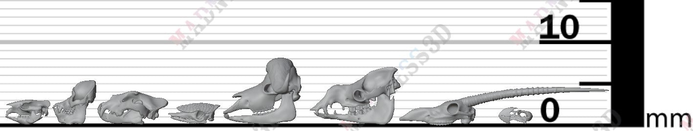 Animal Skulls - Group 2