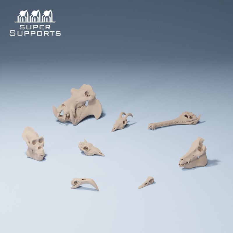 Animal Skulls - Group 4