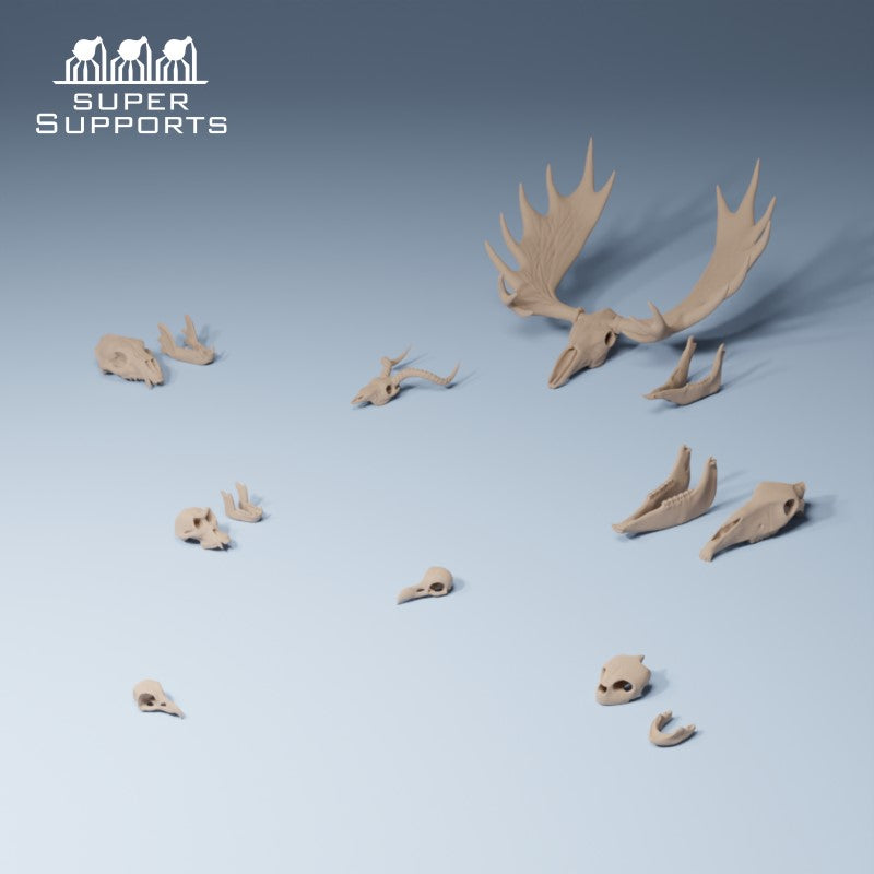 Animal Skulls - Group 3