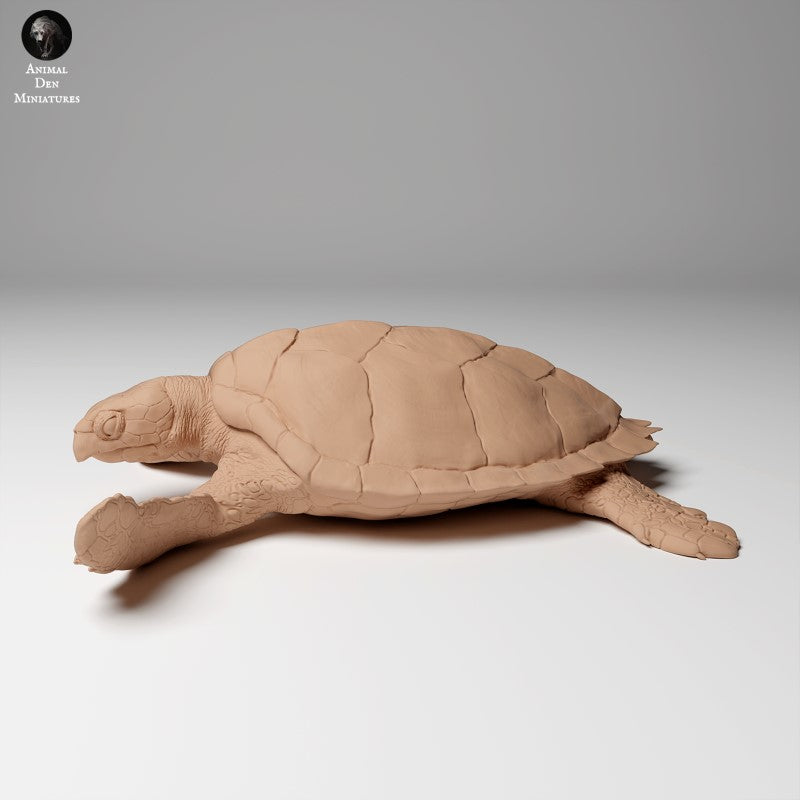 Hawksbill Sea Turtle