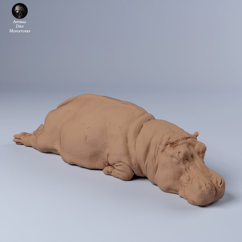 Hippo Sleeping