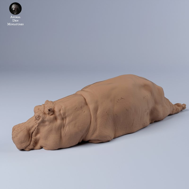 Hippo Sleeping