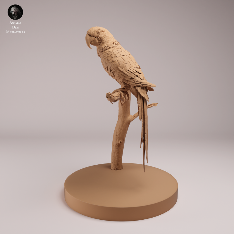 Hyacinth Macaw