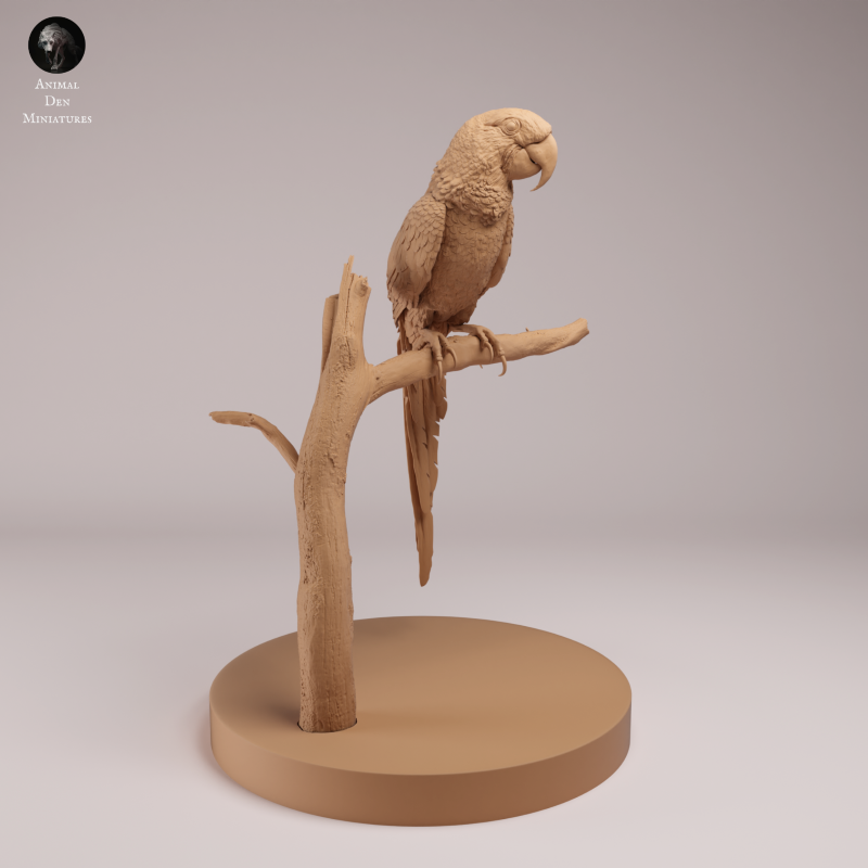 Hyacinth Macaw