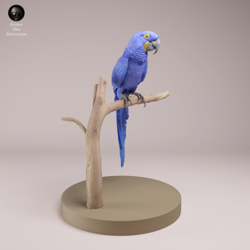 Hyacinth Macaw