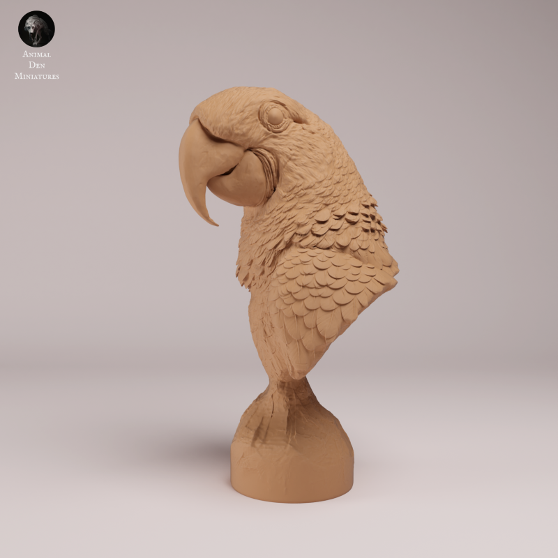 Hyacinth Macaws - Bust