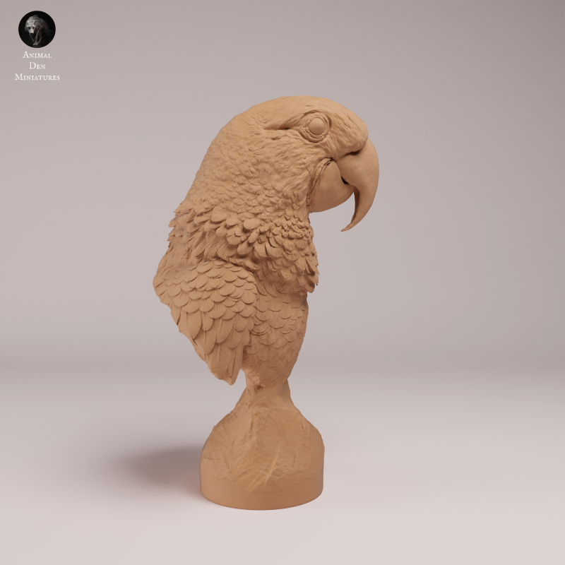 Hyacinth Macaws - Bust