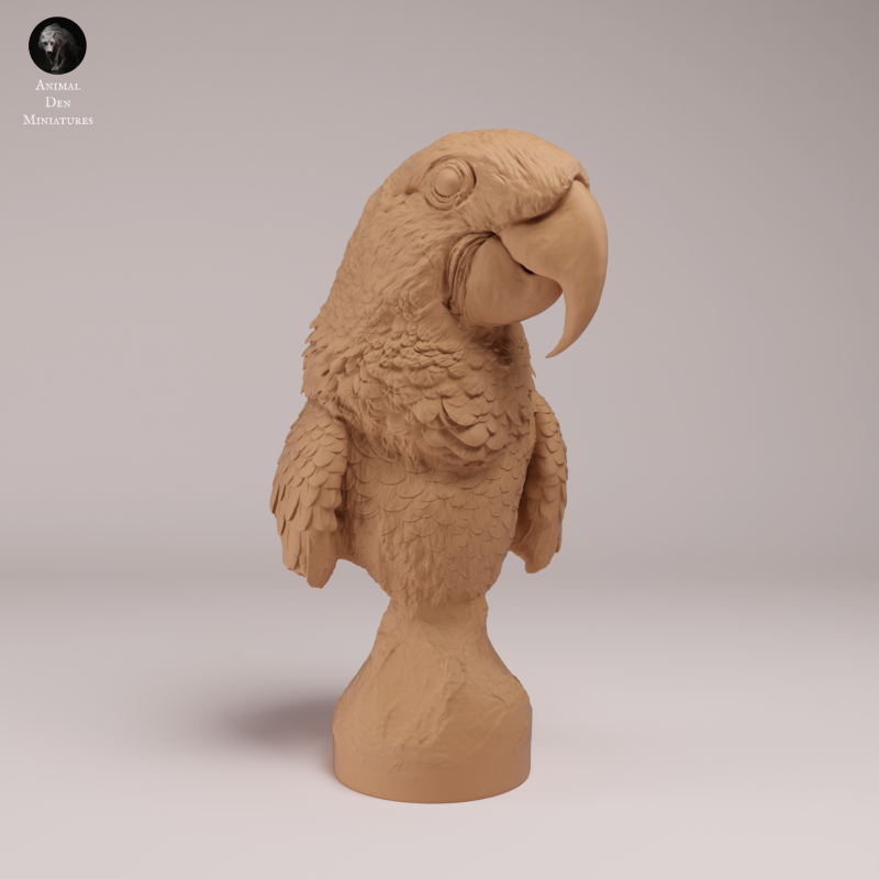 Hyacinth Macaws - Bust