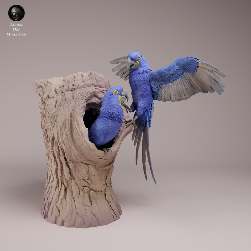 Hyacinth Macaws - Nesting