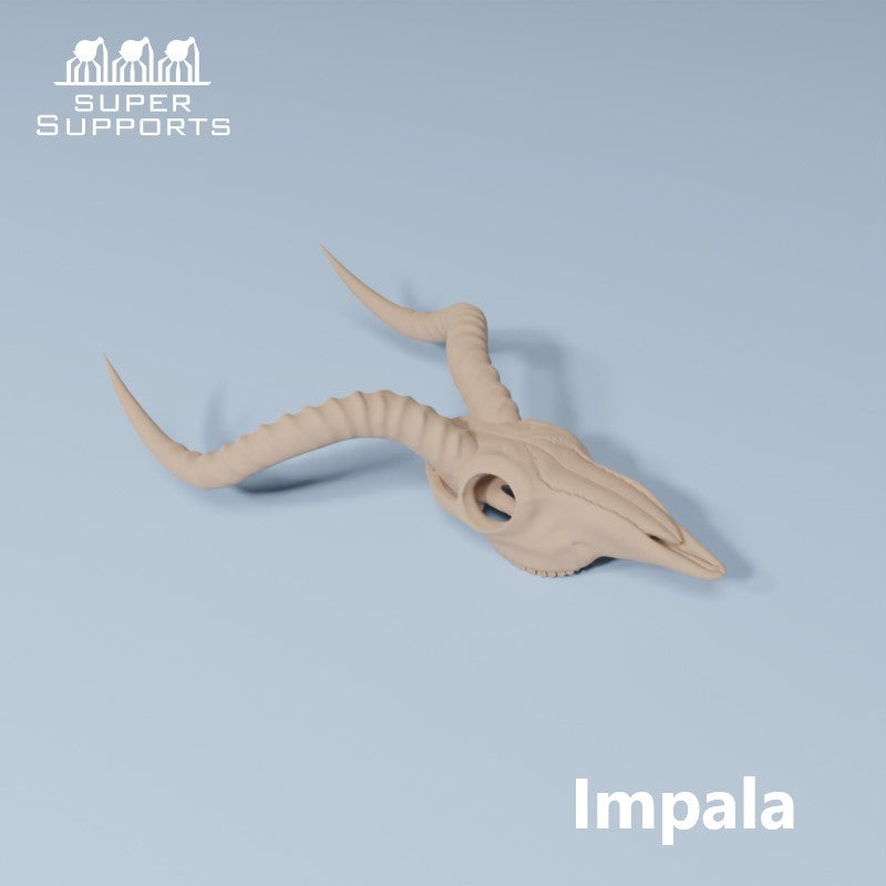 Animal Skulls - Group 3