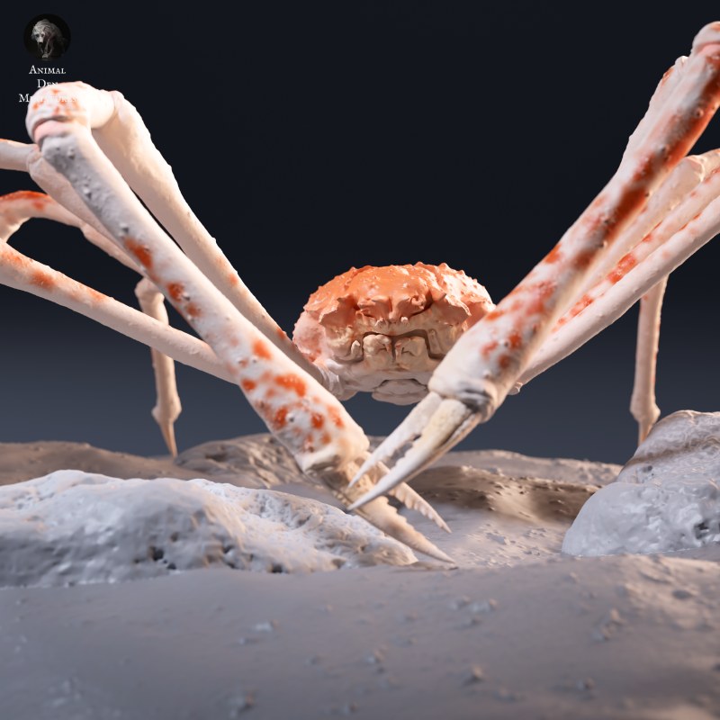 Japanese Giant Spider Crab - Scenic 1:24