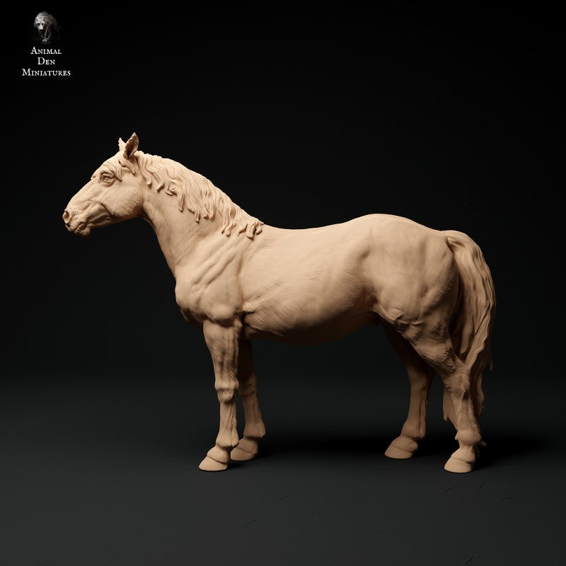 Konik Horse