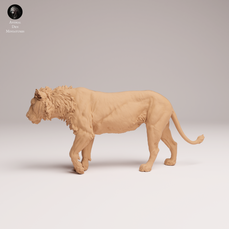 Lion Subadult - V2 - 1-24