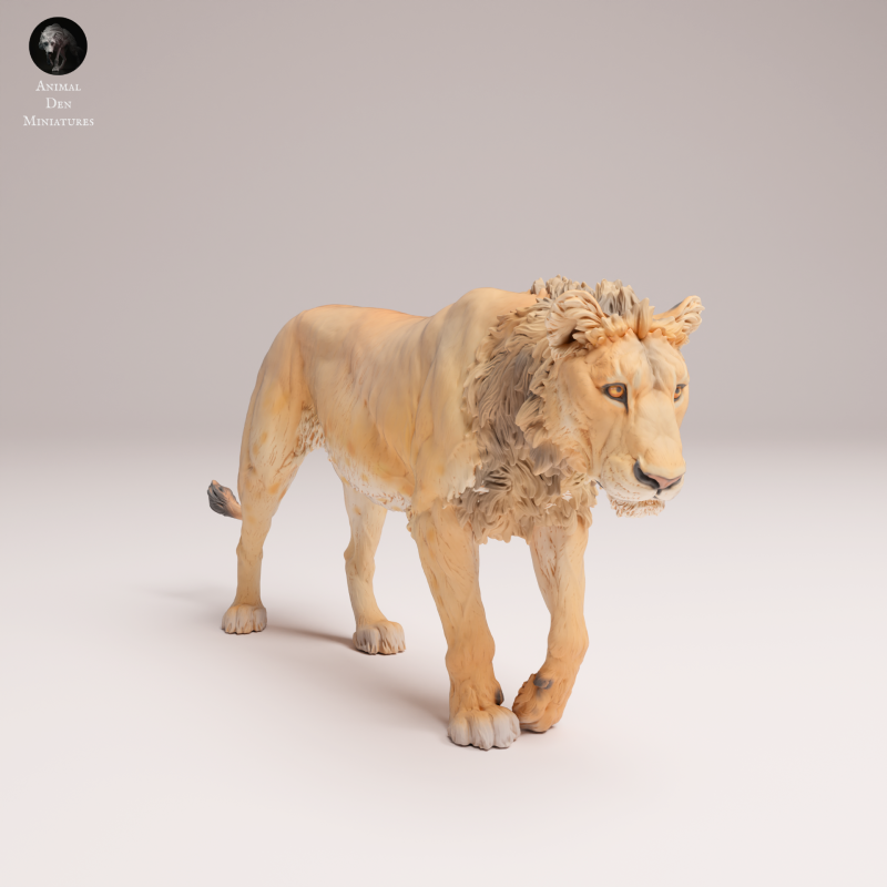 Lion Subadult - V2 - 1-24