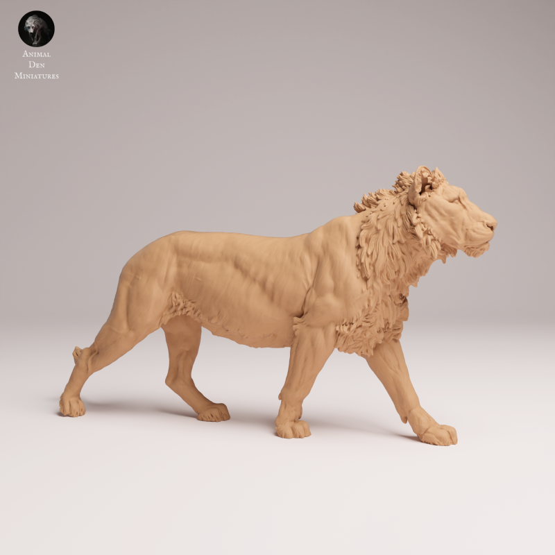 Lion Subadult - V1 - 1-24