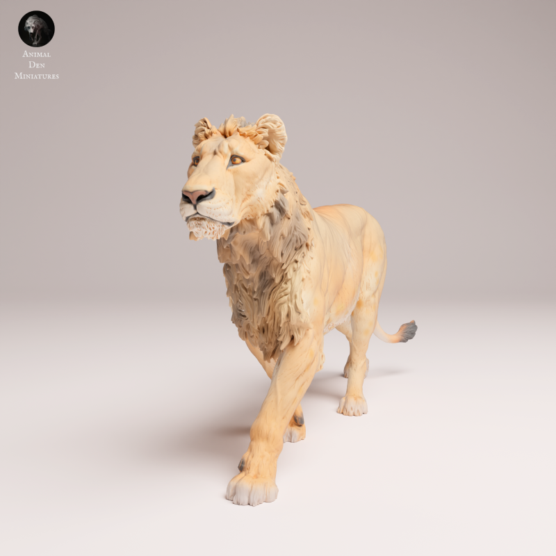 Lion Subadult - V1 - 1-24