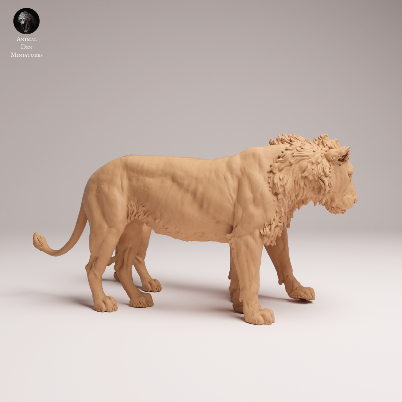 Lion Subadult - Cuddle - 1-24