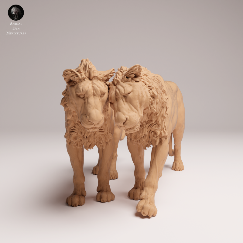Lion Subadult - Cuddle - 1-24