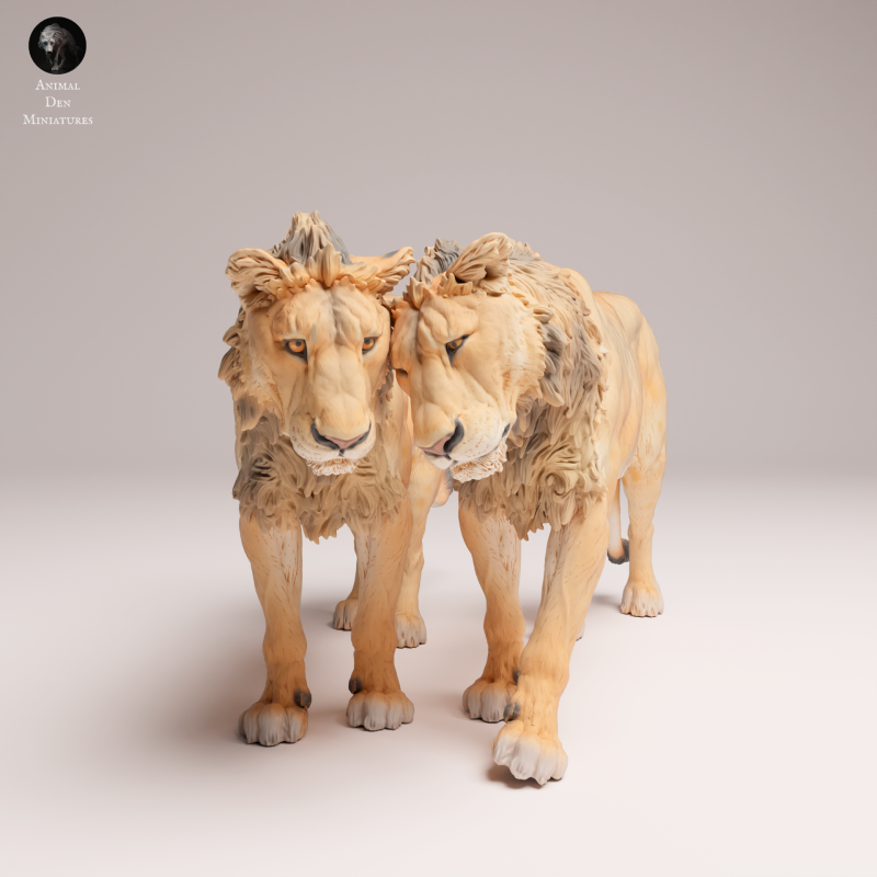 Lion Subadult - Cuddle - 1-24