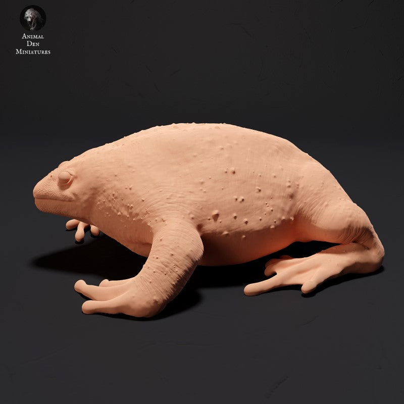 Mexican Burrowing Toad