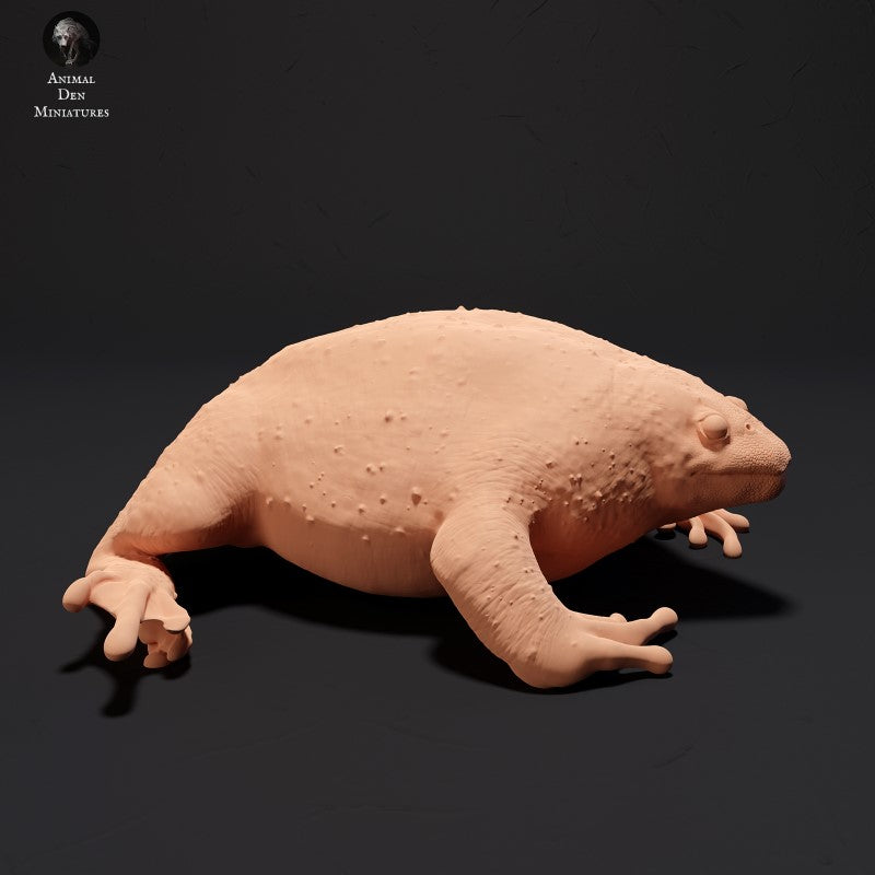 Mexican Burrowing Toad