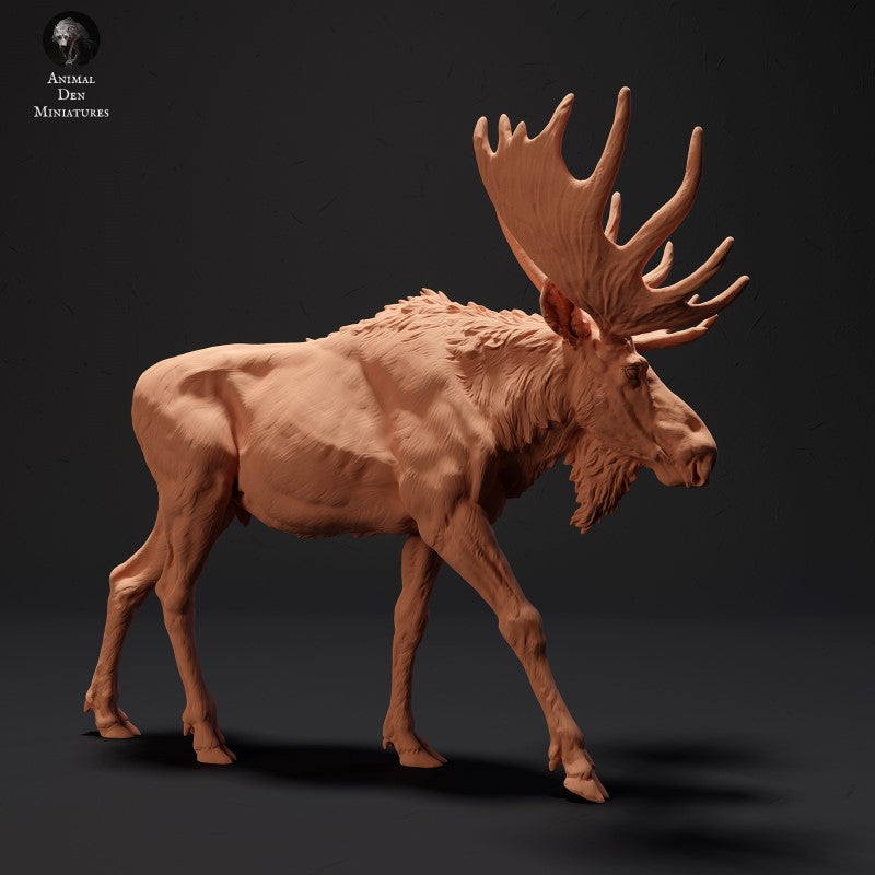 Moose