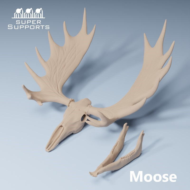 Animal Skulls - Group 3