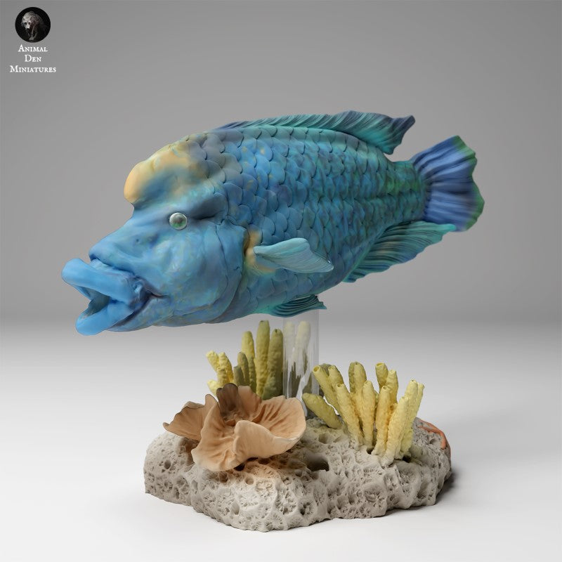Napoleon Wrasse