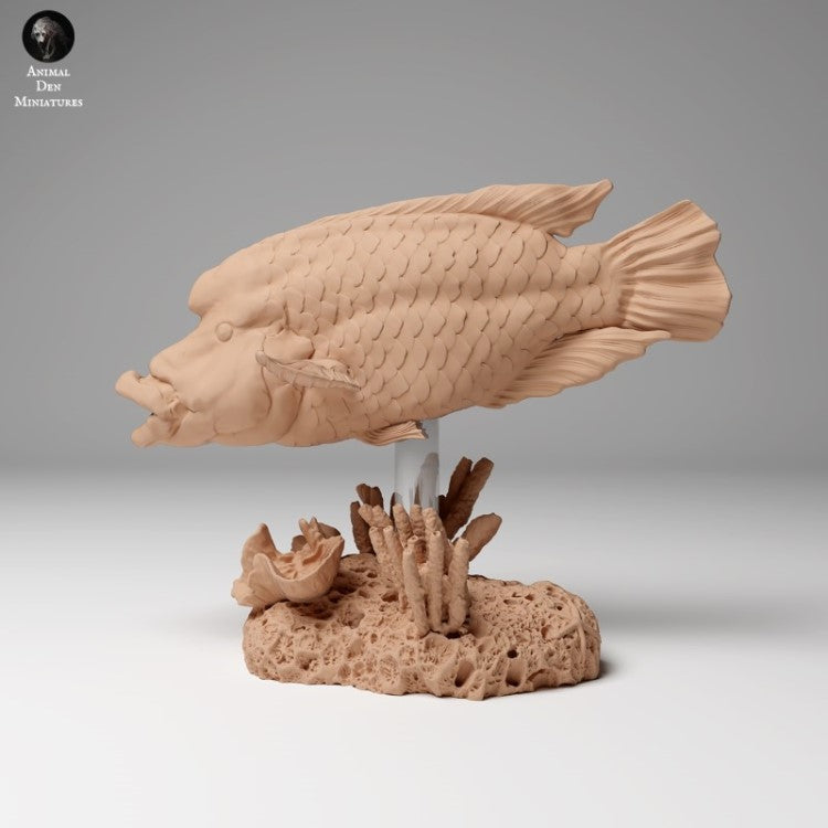 Napoleon Wrasse