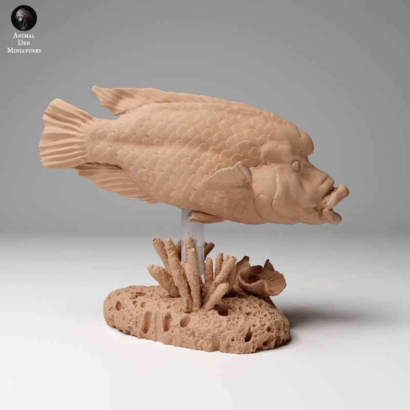 Napoleon Wrasse