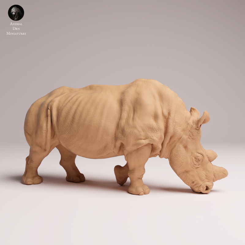 Northern White Rhino Feed