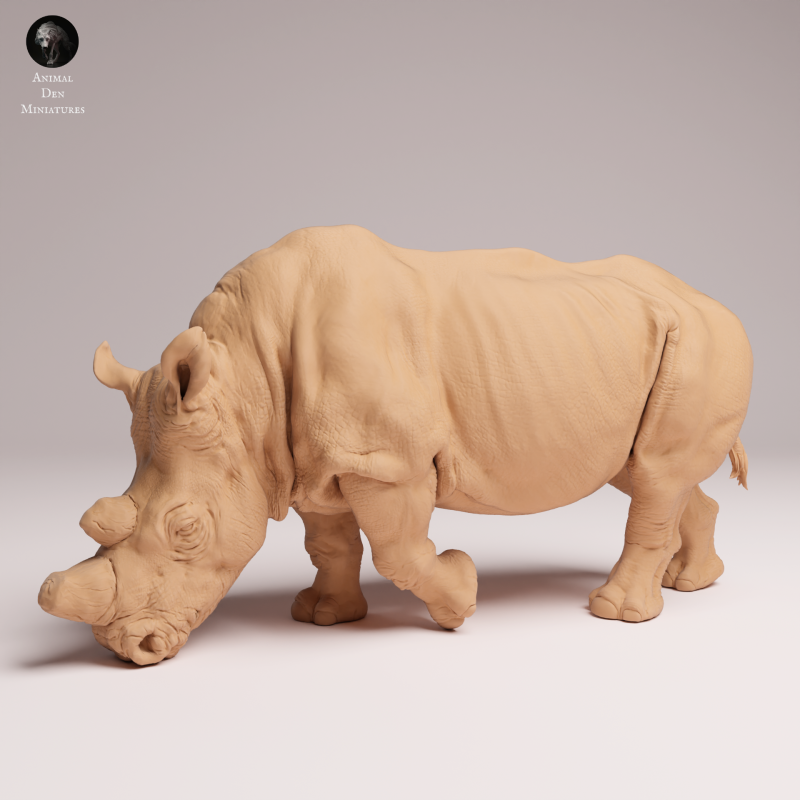 Northern White Rhino Feed