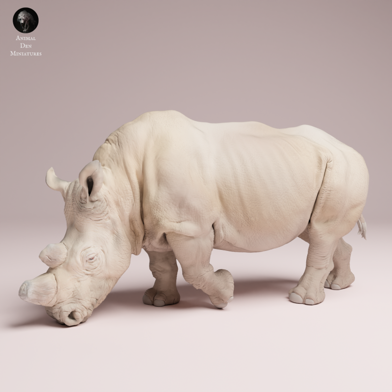 Northern White Rhino Feed
