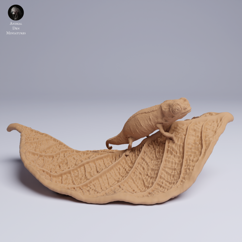 Nosy Hara Leaf Chameleon
