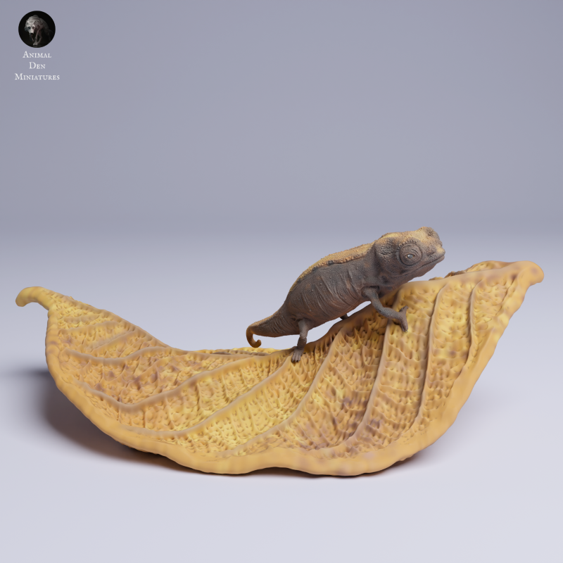 Nosy Hara Leaf Chameleon