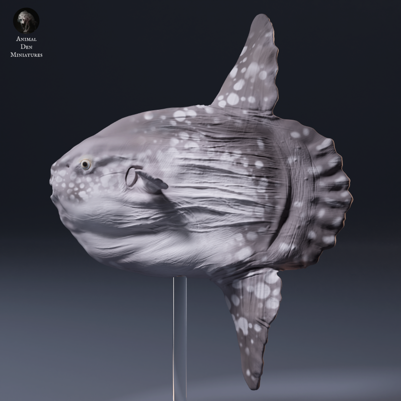 Ocean Sunfish 1:32
