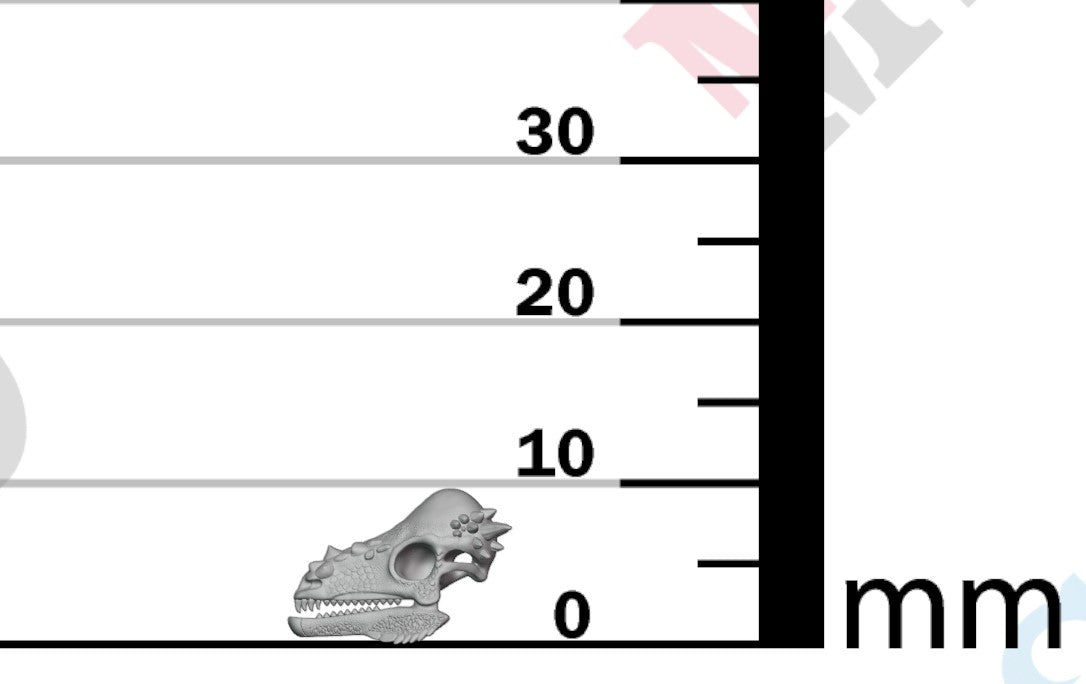 Dinosaur Skulls - Group 1