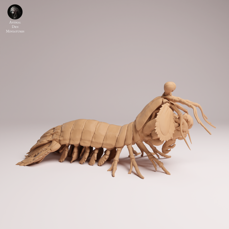 Peacock Mantis Shrimp 1-1